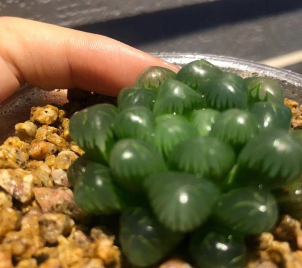 Làm thế nào để đối phó với các loài mọng nước khi Yulu rất mọng nước? Làm thế nào để đối phó với các loài mọng nước khi Yulu rất mọng nước?