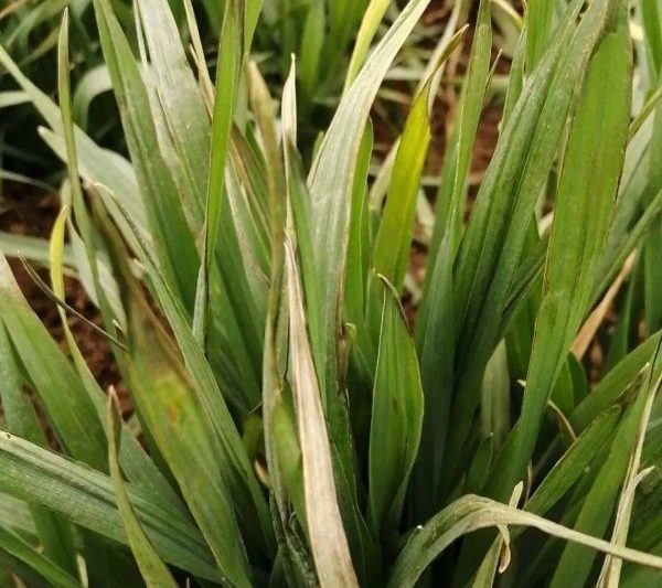 Biện pháp khắc phục các biện pháp sau phương pháp phục hồi thiệt hại do sương mù sau khi sương lúa mì