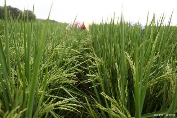 Giới thiệu về Longjing 3013 Rice Variet