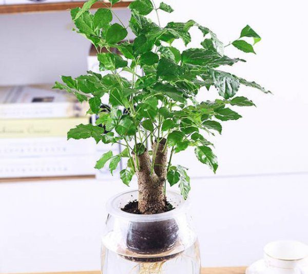 Nước trà có thể nước cho cây hạnh phúc không? Nước tưới nước có tốt cho cây hạnh phúc không?