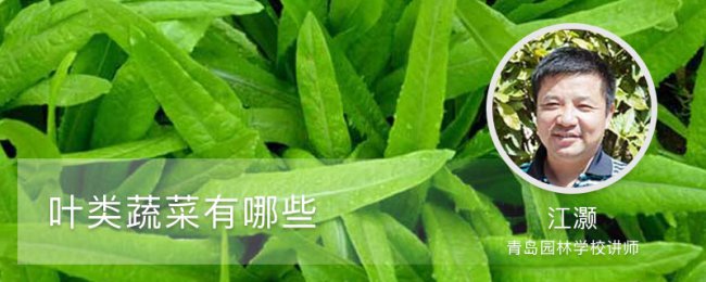 Làm thế nào để chọn rau lá? Giải thích đầy đủ về các giống phổ biến và giá trị dinh dưỡng