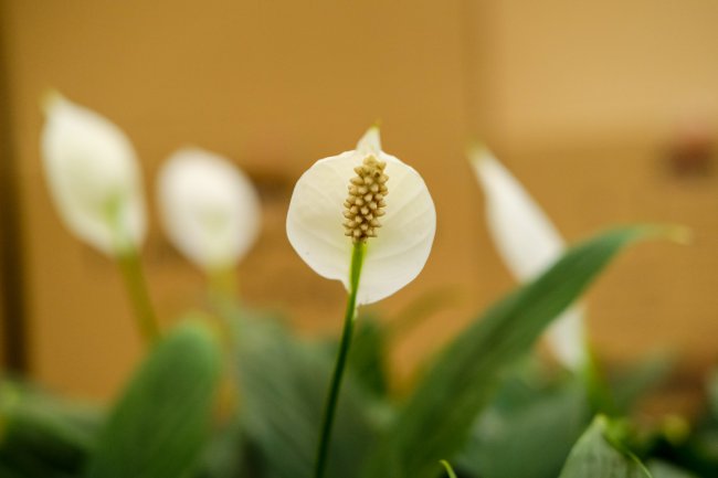 Hướng dẫn đặt phòng ngủ màu trắng Hướng dẫn phòng ngủ Bảo dưỡng lòng bàn tay trắng (2)