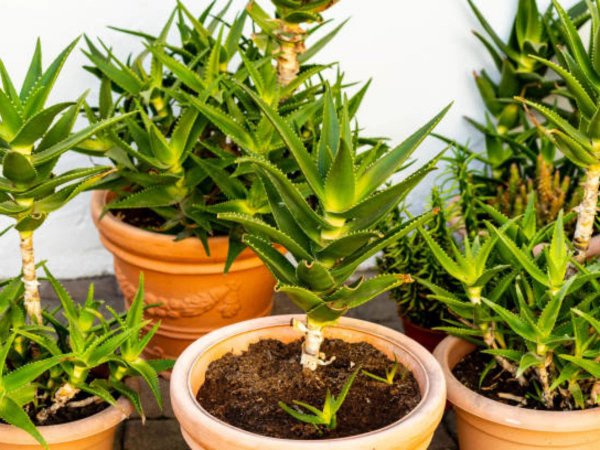 Taboos để đặt lô hội tại nhà. Những điều cần lưu ý khi đặt Aloe Vera ở nhà