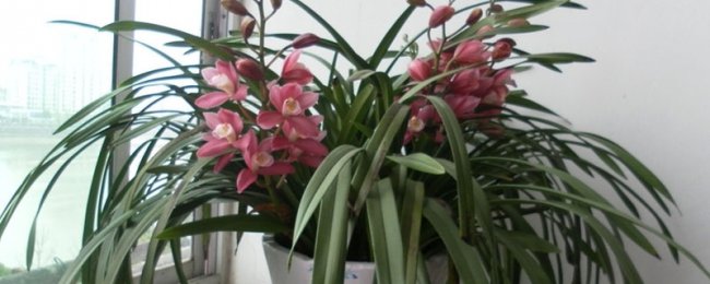 Phải làm gì nếu cymbidium không được duy trì tốt? 5 điểm chính phải được biết đến để bảo trì gia đình