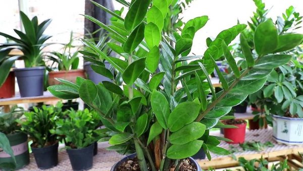 Cây và hoa được trồng trong nhà là gì? Giới thiệu về các loại cây dễ nuôi ở nhà