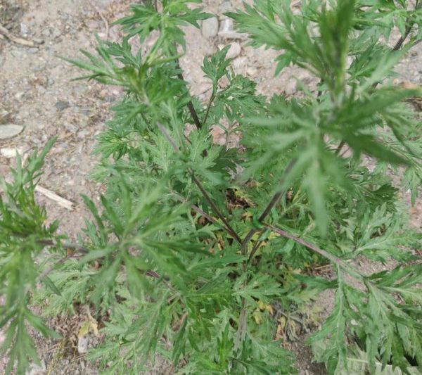 Artemisia albicans có lớn lên không? Artemisia albicans có lớn lên và trở thành artemisia albicans không?