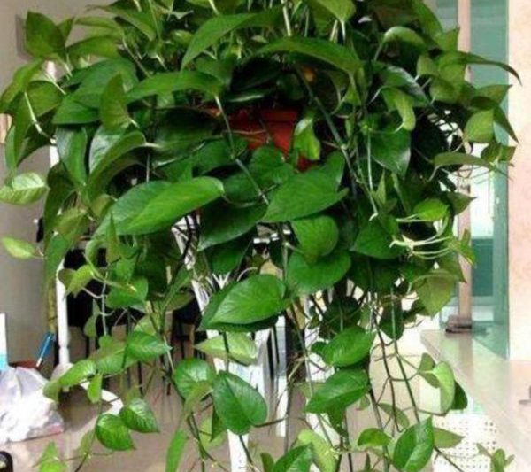 Làm thế nào để tưới cây thường xuân xanh vào mùa đông? Làm thế nào để tưới cây thường xuân xanh vào mùa đông?