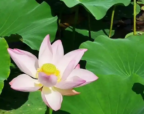 Lotus Bloom trong mùa nào? Làm thế nào để mô tả nó?