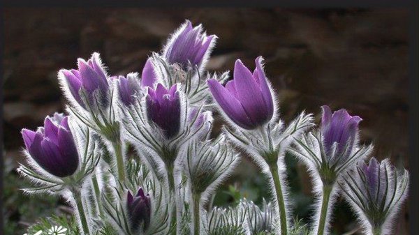 Giới thiệu về Baitou Weng trong Hoa Sugeng Đánh giá cao Baitou Weng trong Sugeng Pictures