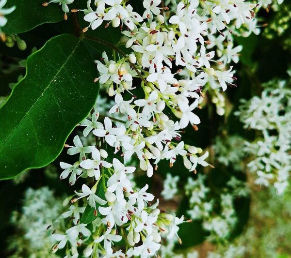 Holly sẽ nở? Holly sẽ nở?