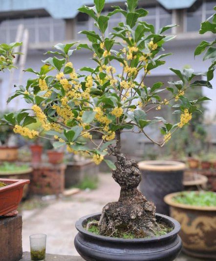 Những loại hoa trông đẹp và có ý nghĩa tốt? Hãy nhìn vào mười bông hoa hàng đầu với ý nghĩa tốt (4)