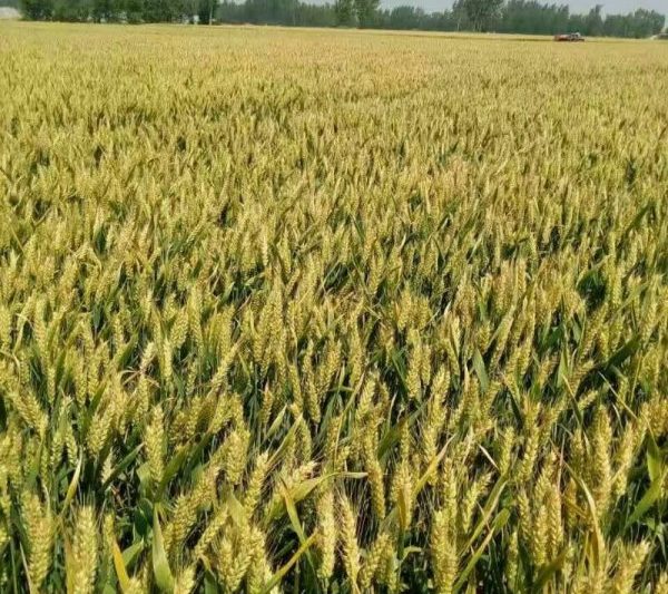 Giới thiệu về Tổng quan về giống lúa mì Jimai 336 của Jimai 336 giống lúa mì