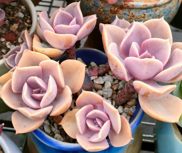 Làm thế nào để nâng cao mọng nước để trông đẹp hơn. Mẹo để làm cho các loài mọng nước vỡ thành chậu (3)