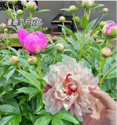 Peony có thể được đặt trong phòng ngủ không? Nó có bất kỳ tác động đến phong thủy?