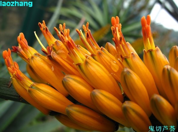 Giới thiệu về Hoa thường xanh và Tree Ghost Cut Aloe Vera, đánh giá cao Ghost Cut Aloe Vera