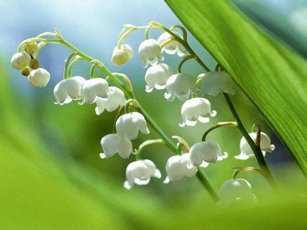 Lily của ngôn ngữ hoa thung lũng và ý nghĩa mô tả ngắn gọn về hoa huệ của thung lũng và ý nghĩa tượng trưng của nó