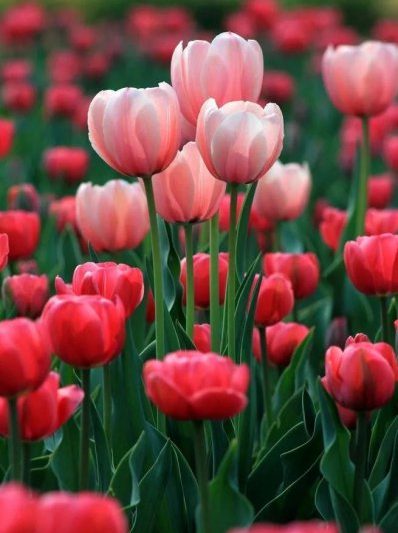 Ngôn ngữ hoa tulip ngụ ý gì? Ý nghĩa của các màu sắc khác nhau của hoa tulip