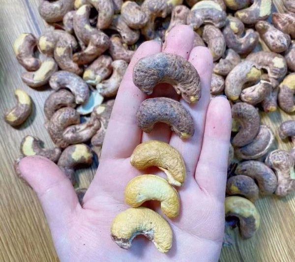 Khi nào thì hạt điều sẽ chín và đi thị trường? Khi nào thì hạt điều sẽ chín và đi thị trường?