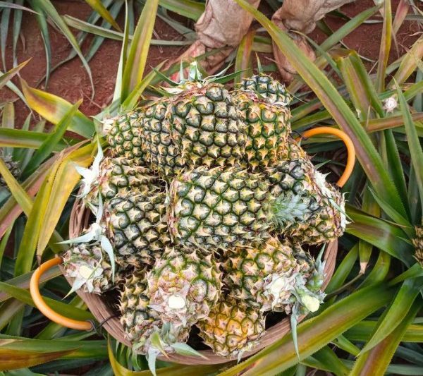 Khi nào là mùa tốt nhất để dứa chín?
