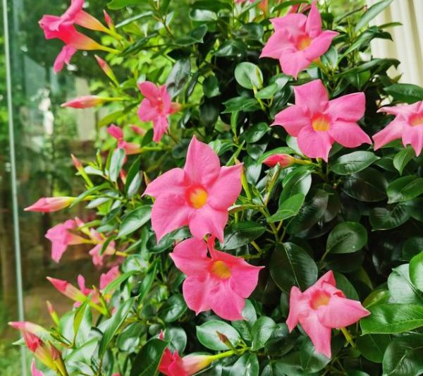 Cây nho Piaoxiang có thể được trồng trên mặt đất không? Piaoxiang Vine có phù hợp để canh tác trên mặt đất mở không?