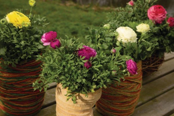 Phương pháp trồng cho các quả bóng bơ trong các điểm bảo trì Buttercup (4)