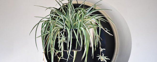 Sự ra hoa của cây nhện chỉ ra? Bảo trì và ý nghĩa thực vật của loài nhện