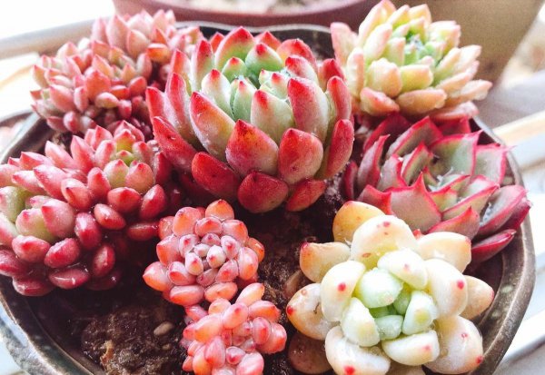 Rainbow Jade có phải là chống lạnh không? Phương pháp nhân giống và biện pháp phòng ngừa