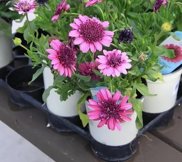 Các cây chống muỗi vào mùa hè là gì? Cây trồng trong chậu được khuyến nghị có tác dụng chống muỗi (2)