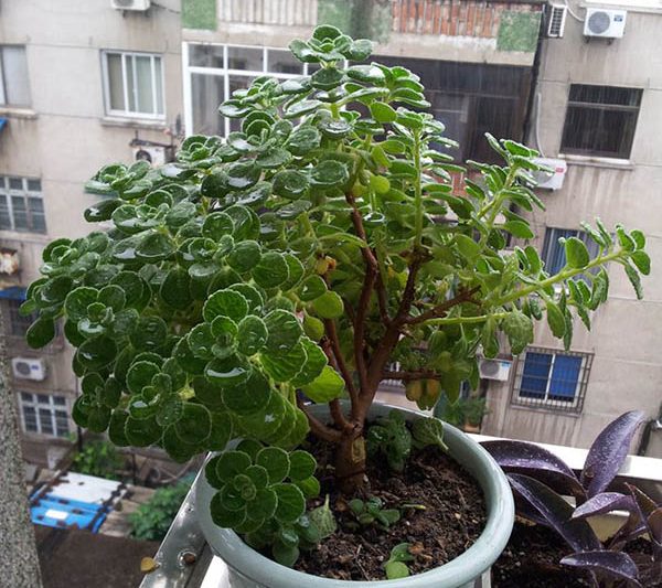 Tuổi thọ của hương bội và liệu nó có thể phát triển thành cây bao nhiêu năm mà nhang kéo dài không? Nó có thể phát triển thành một cái cây?