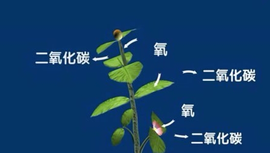 Hô hấp thực vật giải phóng khí gì? Cây hít phải gì và được phát hành?