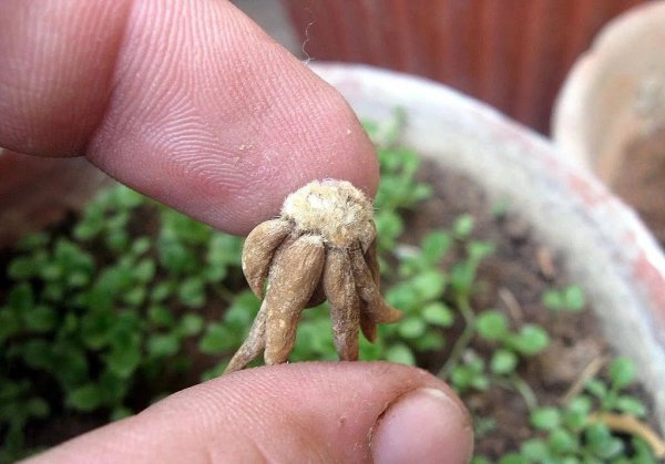 Phương pháp trồng cho các quả bóng bơ trong các điểm bảo trì Buttercup (2)