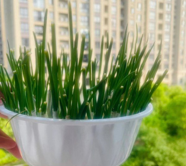 Tốt nhất là tưới hành tây mỗi ngày một lần. Tưới nước thường xuyên là cách tốt nhất để phát triển hành tây