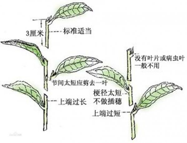 Cách nhanh nhất để cắt cây mơ. Cách nhanh nhất để cắt cây mơ.