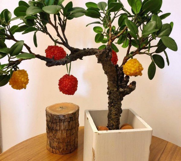 Kỹ thuật trồng cây bonsai vải thiều kỹ thuật trồng tro lychee