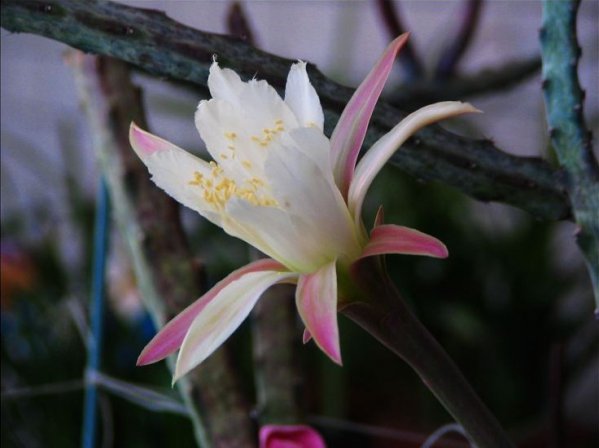 Cactus (Ball) MO Bộ sưu tập hình ảnh Canxue