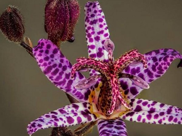 Hình ảnh và tên của thực vật trong gia đình Lily Các đặc điểm chính của gia đình Lily