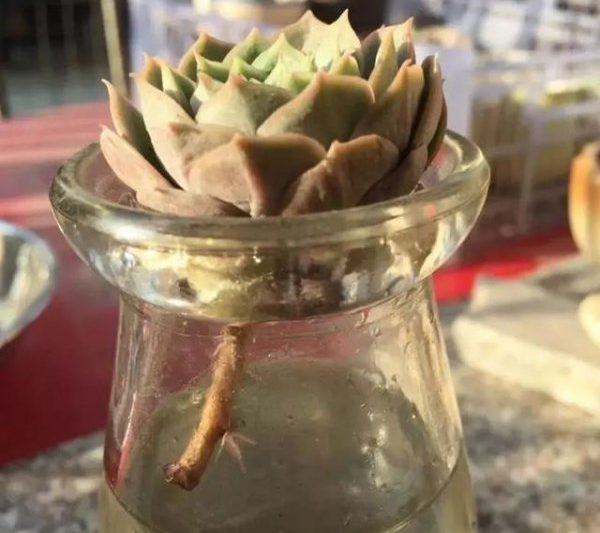 Làm thế nào để nhanh chóng root đống cũ mà không cần rễ mọng nước? Mẹo để nhanh chóng root các cọc cũ với root mọng nước