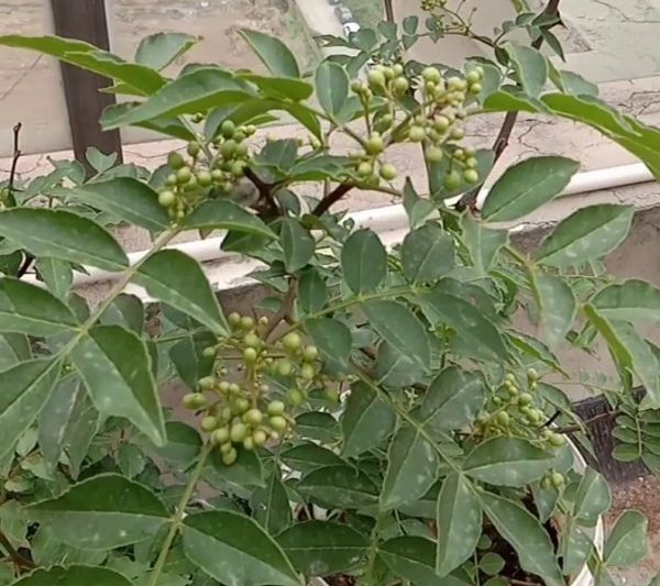 Cây tiêu có thể được trồng trong chậu không? Cây tiêu có phù hợp cho chậu không?