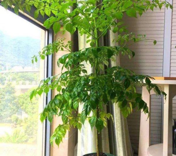 Những bông hoa phù hợp để sưởi ấm sàn? Những bông hoa và thực vật phù hợp cho hệ thống sưởi sàn?