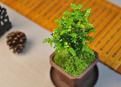 Ý nghĩa và biểu tượng của phong thủy gỗ thơm và ý nghĩa của gỗ thơm