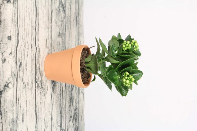 Làm thế nào để nuôi những bông hoa tuổi thọ trong mùa đông? Mẹo để nuôi những bông hoa tuổi thọ trong mùa đông (2)