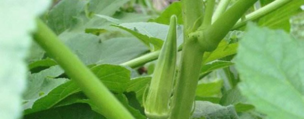 Tháng nào là tháng tốt nhất để gieo đậu bắp? Phương pháp và quản lý trồng đậu bắp