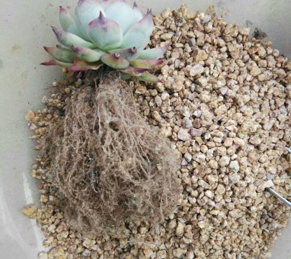 Tôi nên làm gì nếu các loài mọng nước được mua bởi một kho báu nhất định không có rễ? Tôi nên làm gì nếu các loài mọng nước được mua bởi một kho báu nhất định không có rễ?