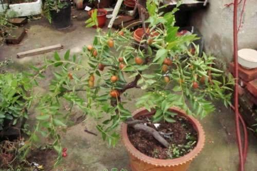 Giới thiệu về cây Jujube chậu (với phương pháp bảo trì) Hình ảnh của cây Jujube chậu (với phương pháp bảo trì)