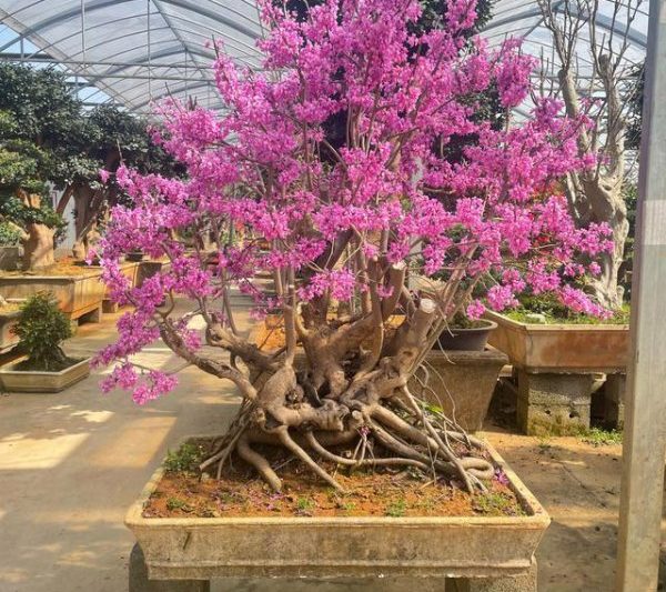 Bauhinia có thể được trồng trong chậu không? Bauhinia có thích hợp cho chậu không?