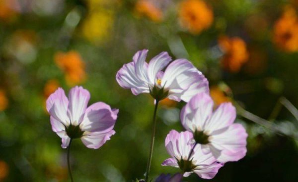 Vũ trụ tượng trưng cho cái gì? Ý nghĩa và ngôn ngữ hoa của vũ trụ (2)