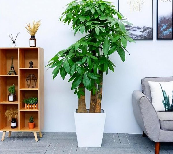 Những loại hoa phù hợp để trồng trong nhà? Những bông hoa tốt nhất phù hợp để trồng trong nhà