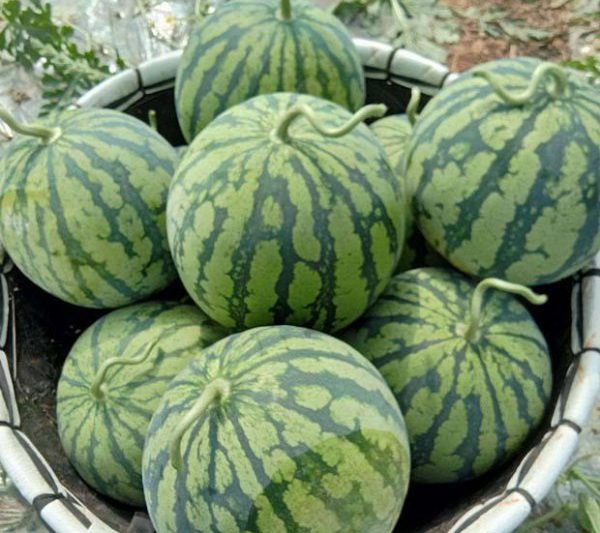 Khoảng cách giữa việc trồng dưa Qilin là gì? Làm thế nào để đặt khoảng cách hàng của dưa Qilin?