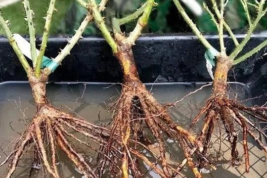 Phải làm gì nếu có vấn đề với hệ thống gốc của hoa hồng? Hướng dẫn xử lý các vấn đề gốc của hoa hồng