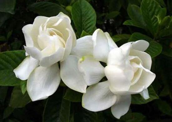 Khi nào Gardenia sẽ nở? Về mùa tốt nhất để xem Gardenia (2)